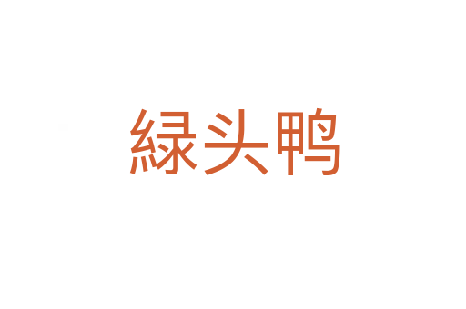 緑头鸭